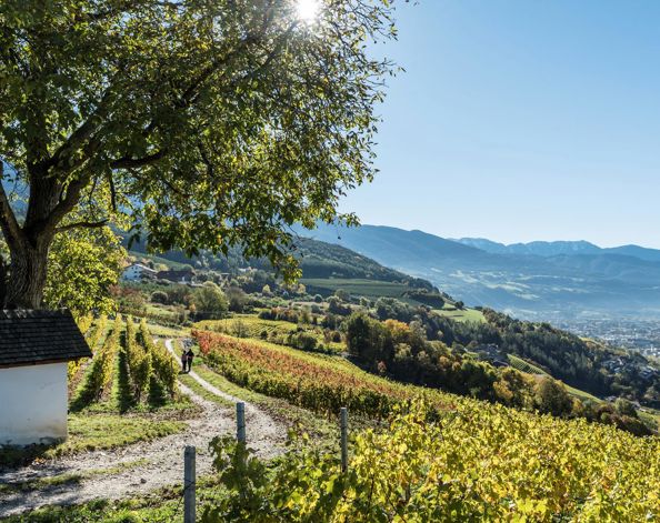 Two people are hiking through the vineyards towards Brixen