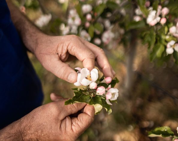 Apfelblüte im Frühling