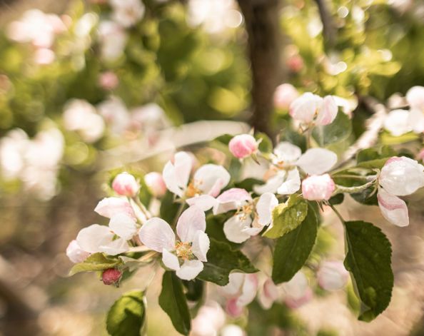 Apple blossom in spring