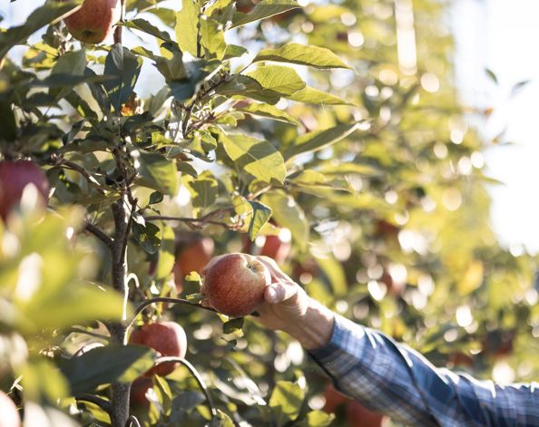 Apple harvest