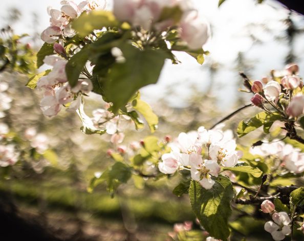 Apple blossom in spring